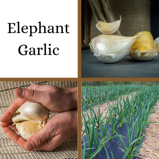 PRE-ORDER: Elephant Garlic Sets: Heirloom, Non-GMO