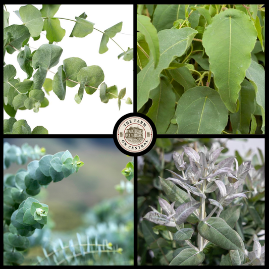 Eucalyptus Sampler: Aromatic Foliage Delight for Gardens