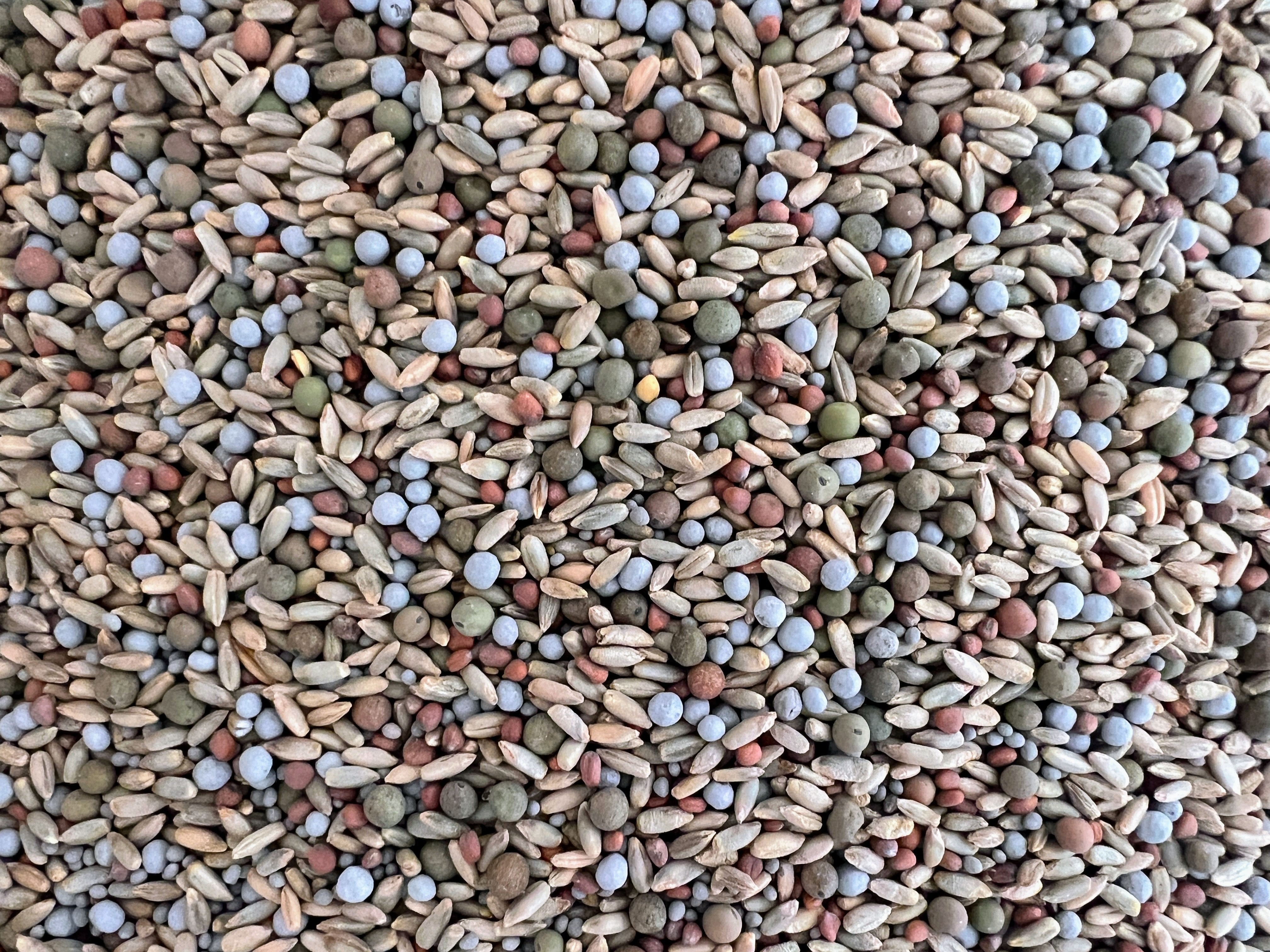 Fall/Spring Cover Crop Mix: Nourish and Protect Your Soil – The Farm On ...