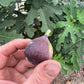 Chicago Hardy Fig Cuttings