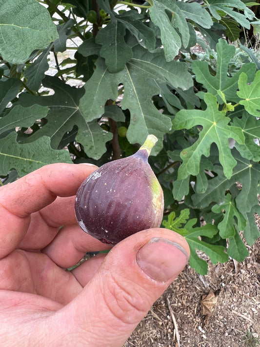 Chicago Hardy Fig Cuttings