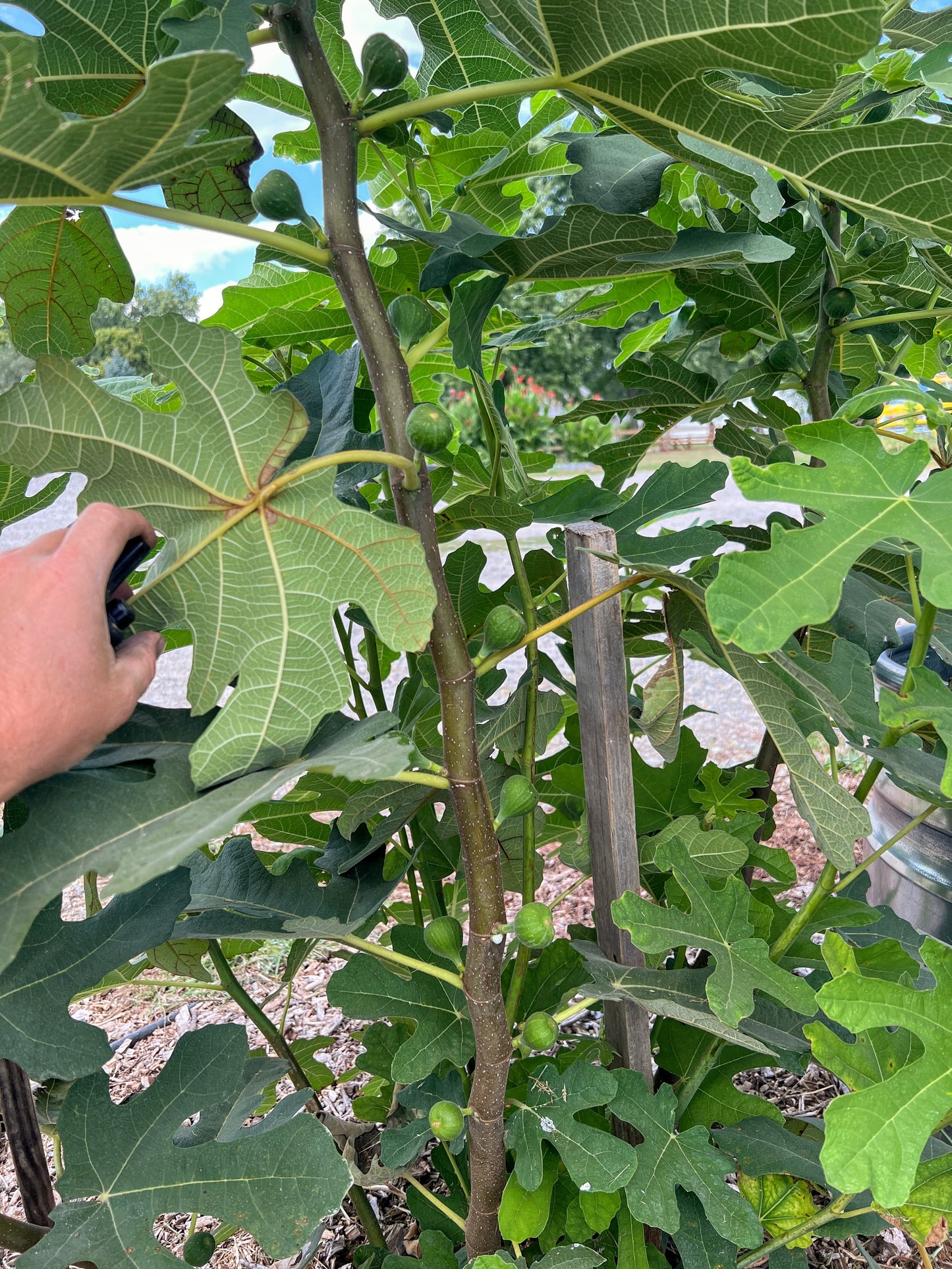 Chicago Hardy Fig Cuttings