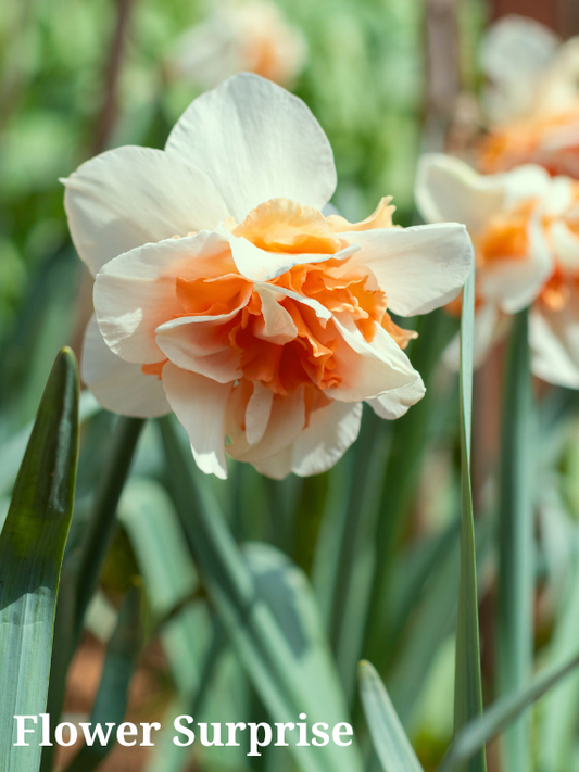 Flower Surprise Narcissus Bulbs