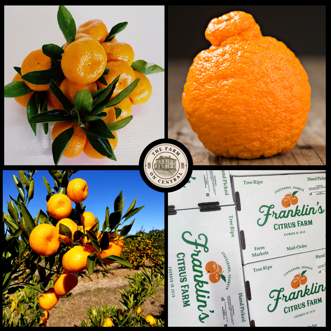 November Citrus Sampler - A Trio of Japanese-Inspired Mandarins