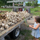 German White Garlic - Heirloom with European roots