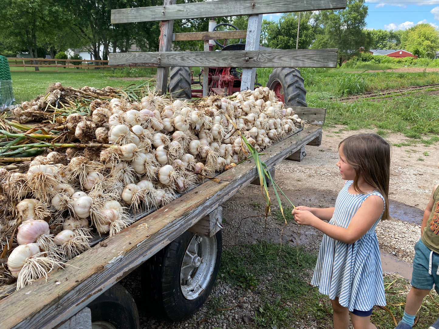 German White Garlic - Heirloom with European roots