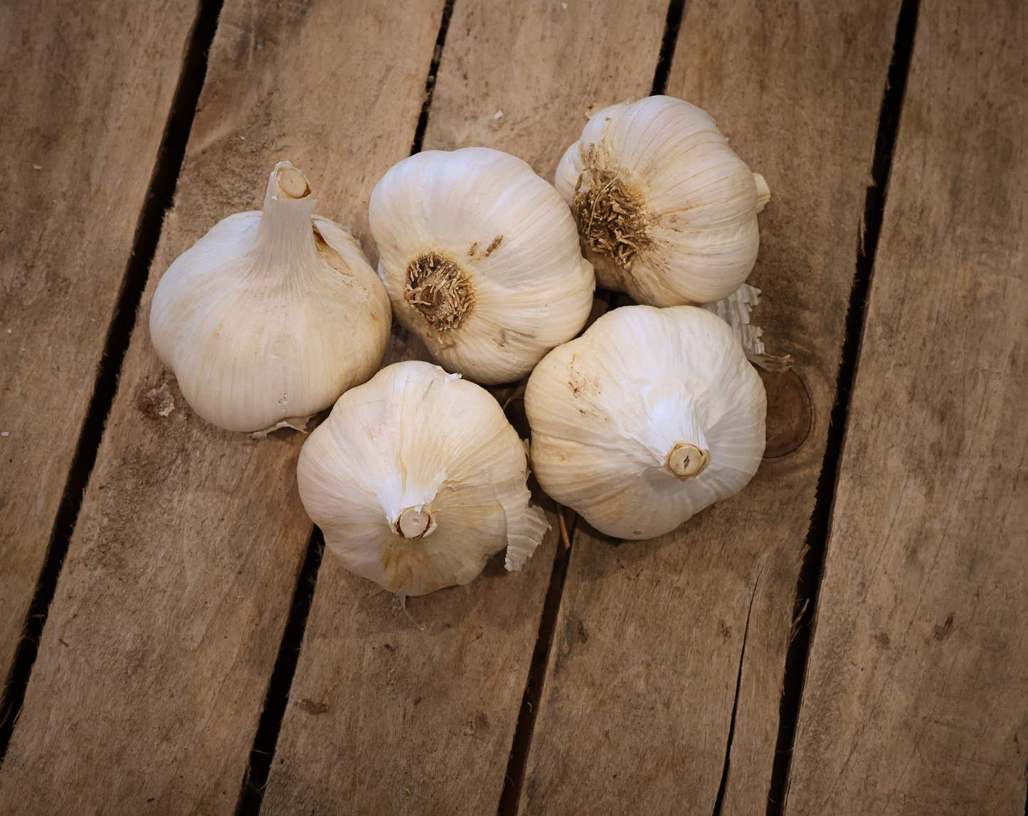 German White Garlic - Heirloom with European roots