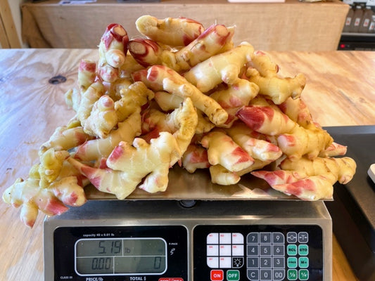 Ginger Seed - Free Shipping