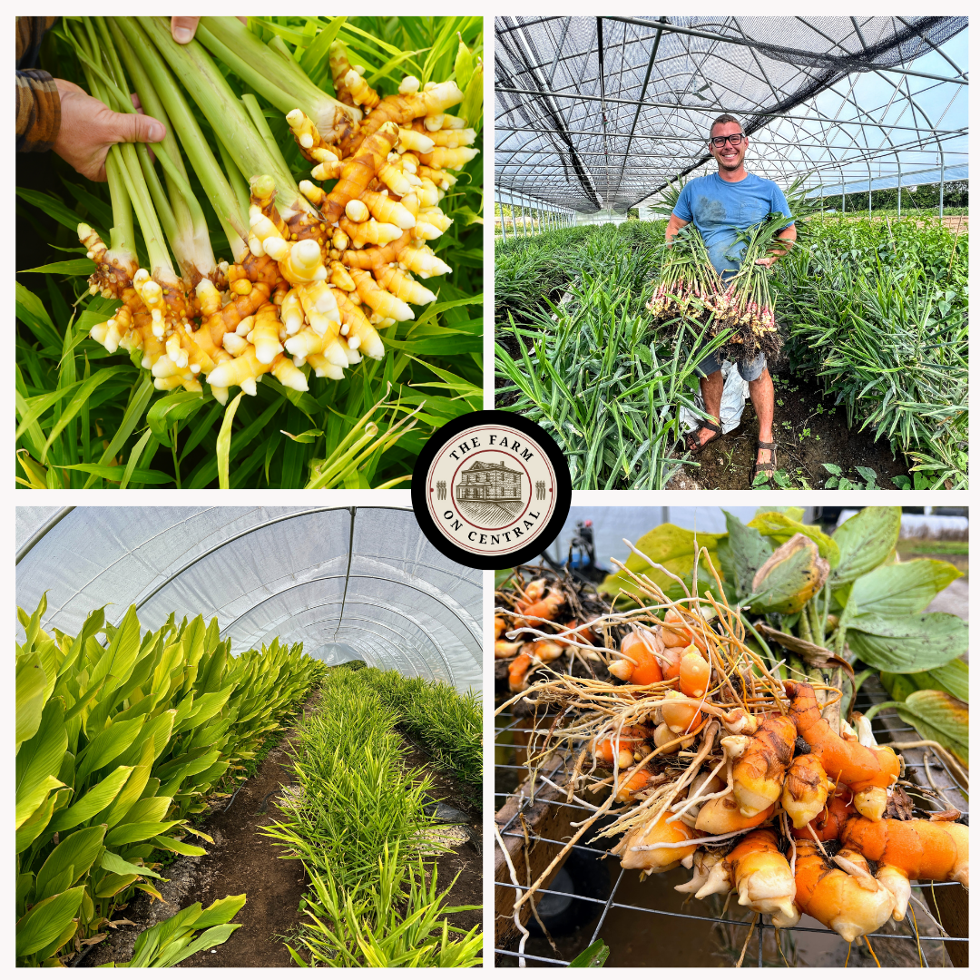 Turmeric & Ginger Plant Sampler (Free Shipping)