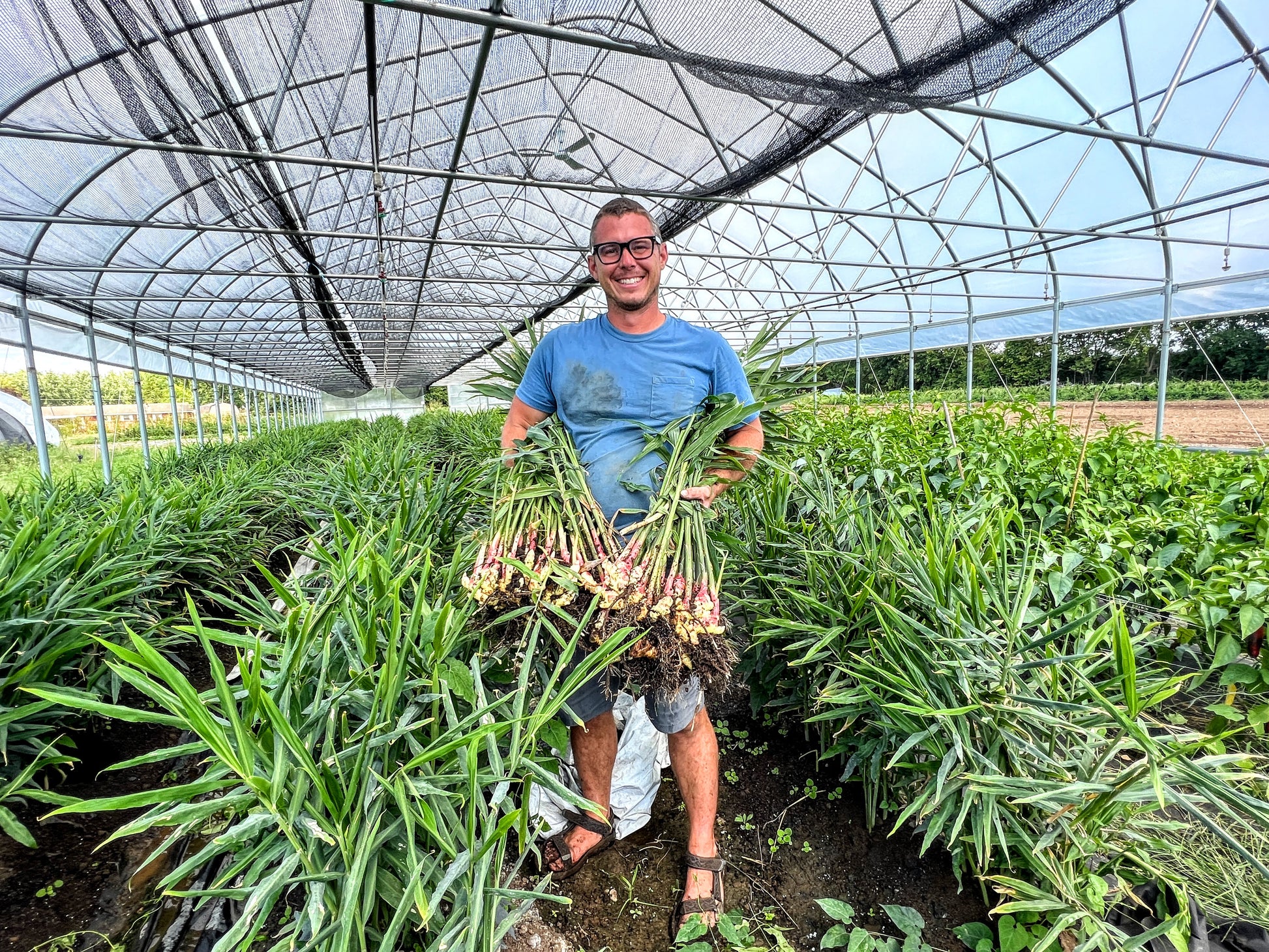 ginger plant seeds Ginger Seed ~ Full Cases – The Farm On Central