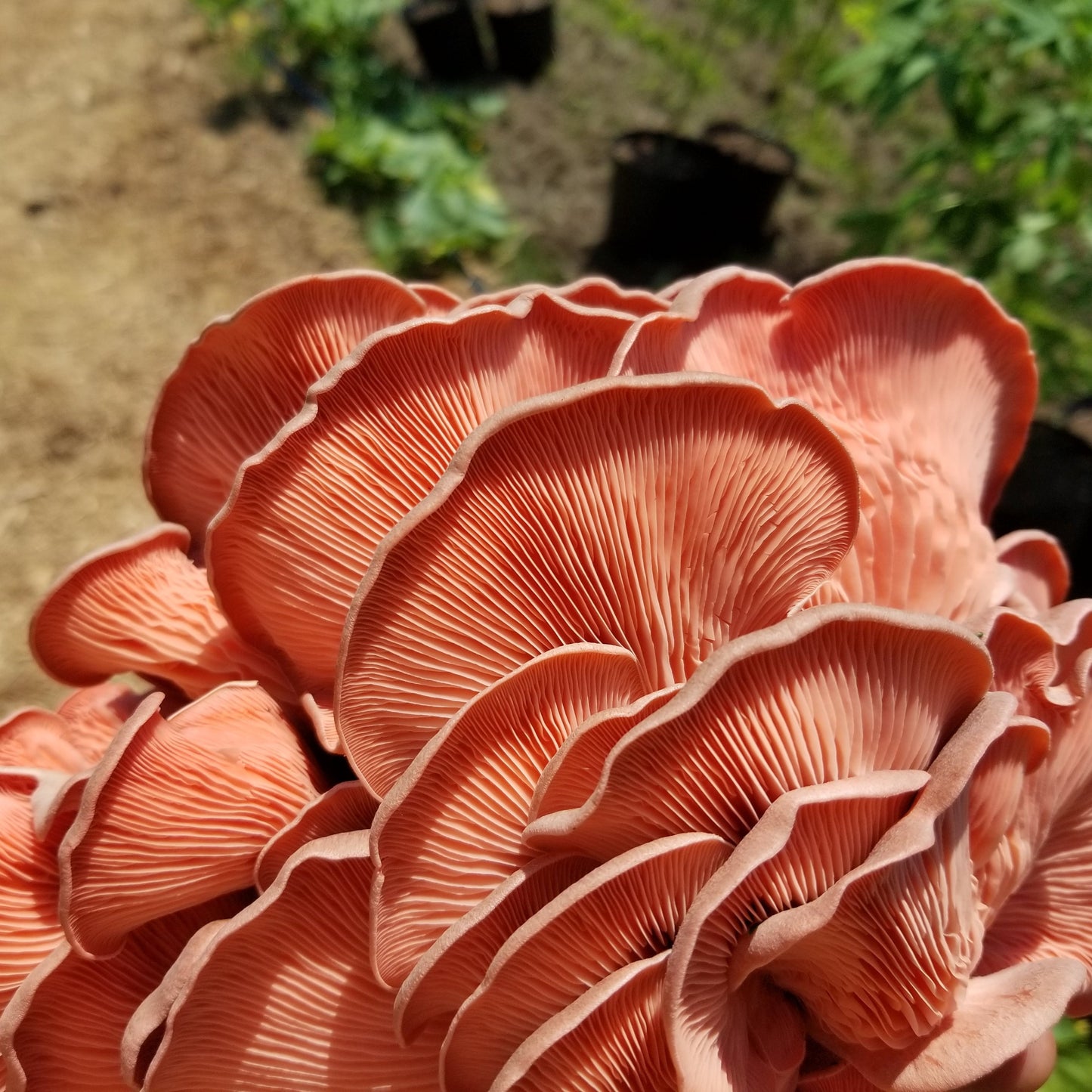 MidAm Mushrooms Countertop Grow Kit