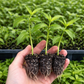 Hardy Kiwi Prolific Plugs