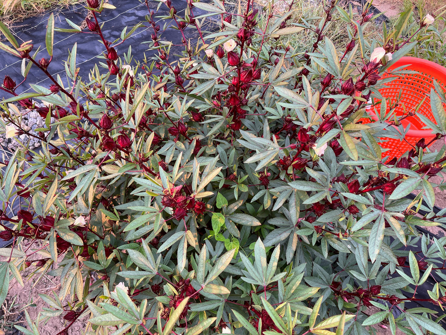 Roselle Hibiscus