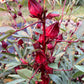 Roselle Hibiscus