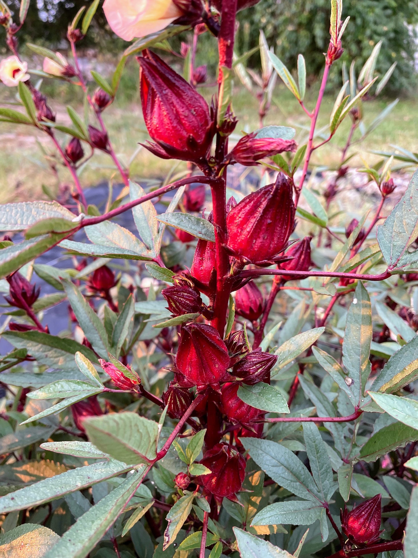 Roselle Hibiscus