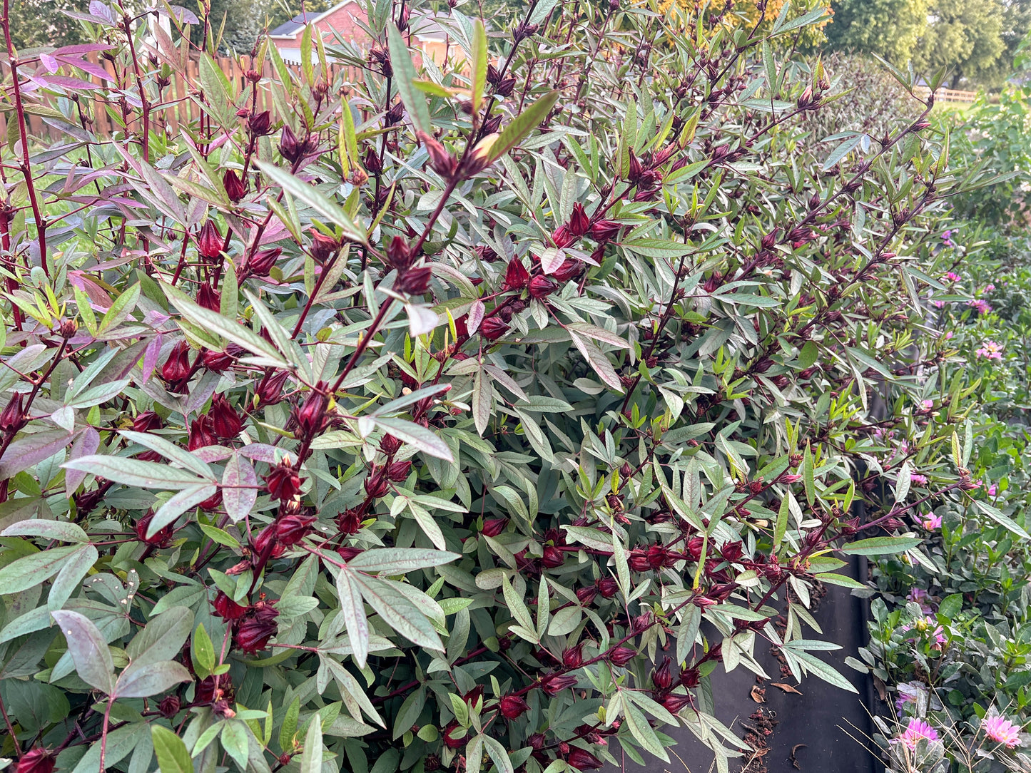 Insect Repellent Garden