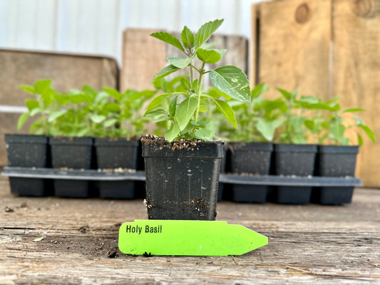 Holy Basil Plant (Ocimum sanctum)