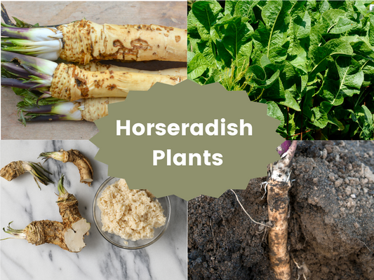 Big Top Horseradish