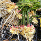 Fresh Baby Ginger Root - Culinary (Pre-Order)