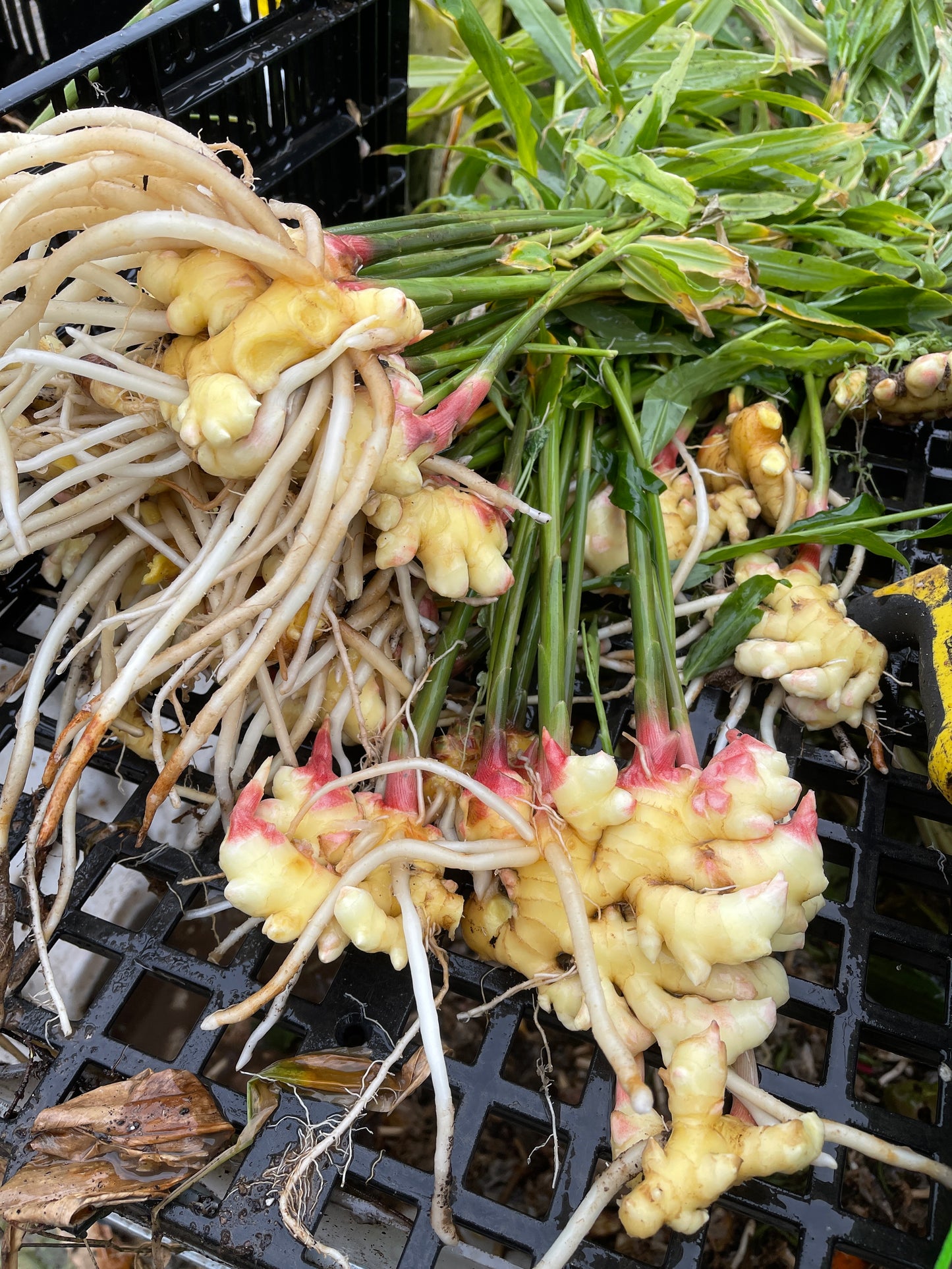 Fresh Baby Ginger Root - Culinary (Pre-Order)