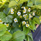 PREORDER: Ruby June Strawberry Plants - Free Shipping! - Fall Planting for Spring Harvest