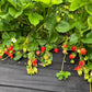 PREORDER: Chandler Strawberry Plants - Fall Planting for Spring Harvest