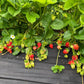 PREORDER: Ruby June Strawberry Plants - Free Shipping! - Fall Planting for Spring Harvest