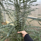 Eucalyptus Sampler: Aromatic Foliage Delight for Gardens