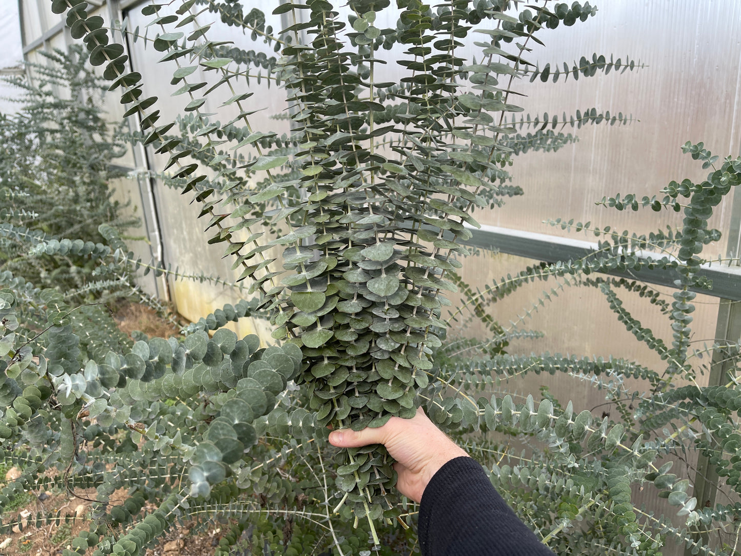 Eucalyptus Sampler: Aromatic Foliage Delight for Gardens