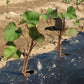 Sweet Potato Plants, Purple Majesty (Free Shipping)