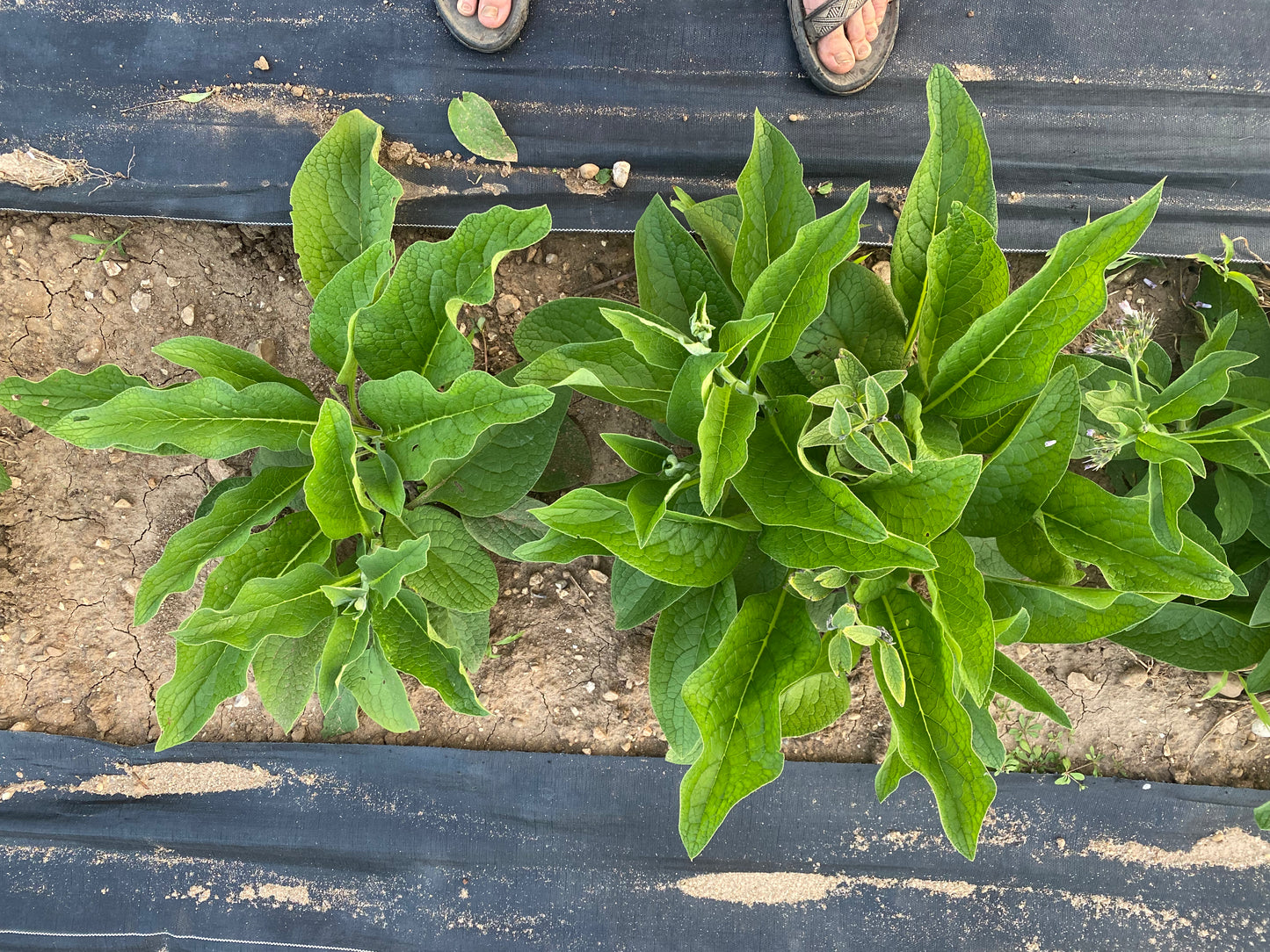 Comfrey ~ Russian Bocking 14 (non-invasive)