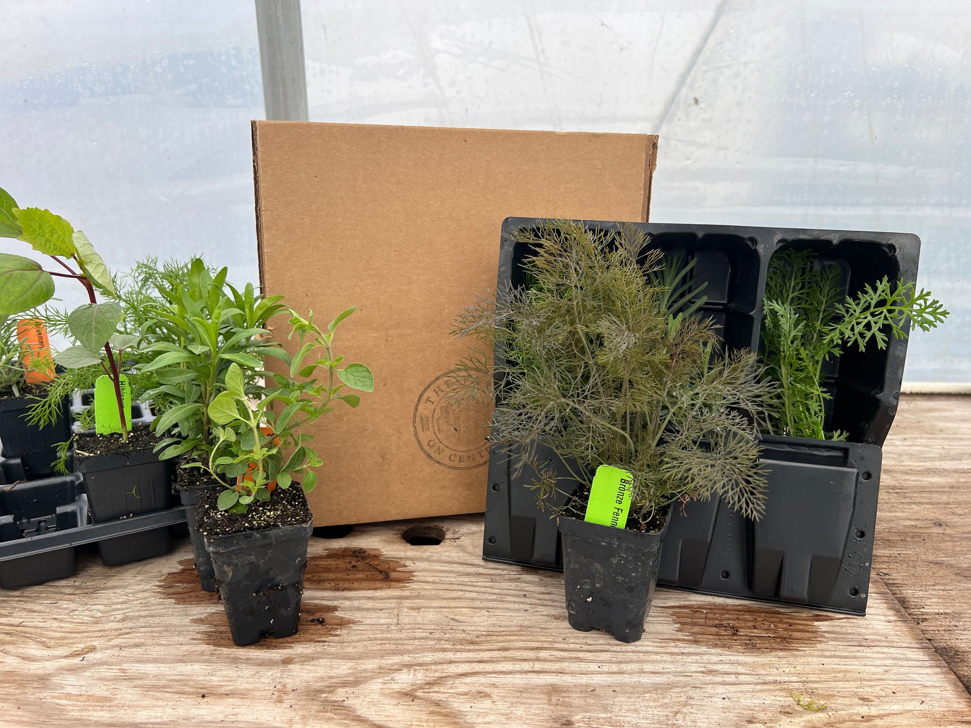 medicinal house plant Medicinal Herb Plant Collection (Free Shipping)