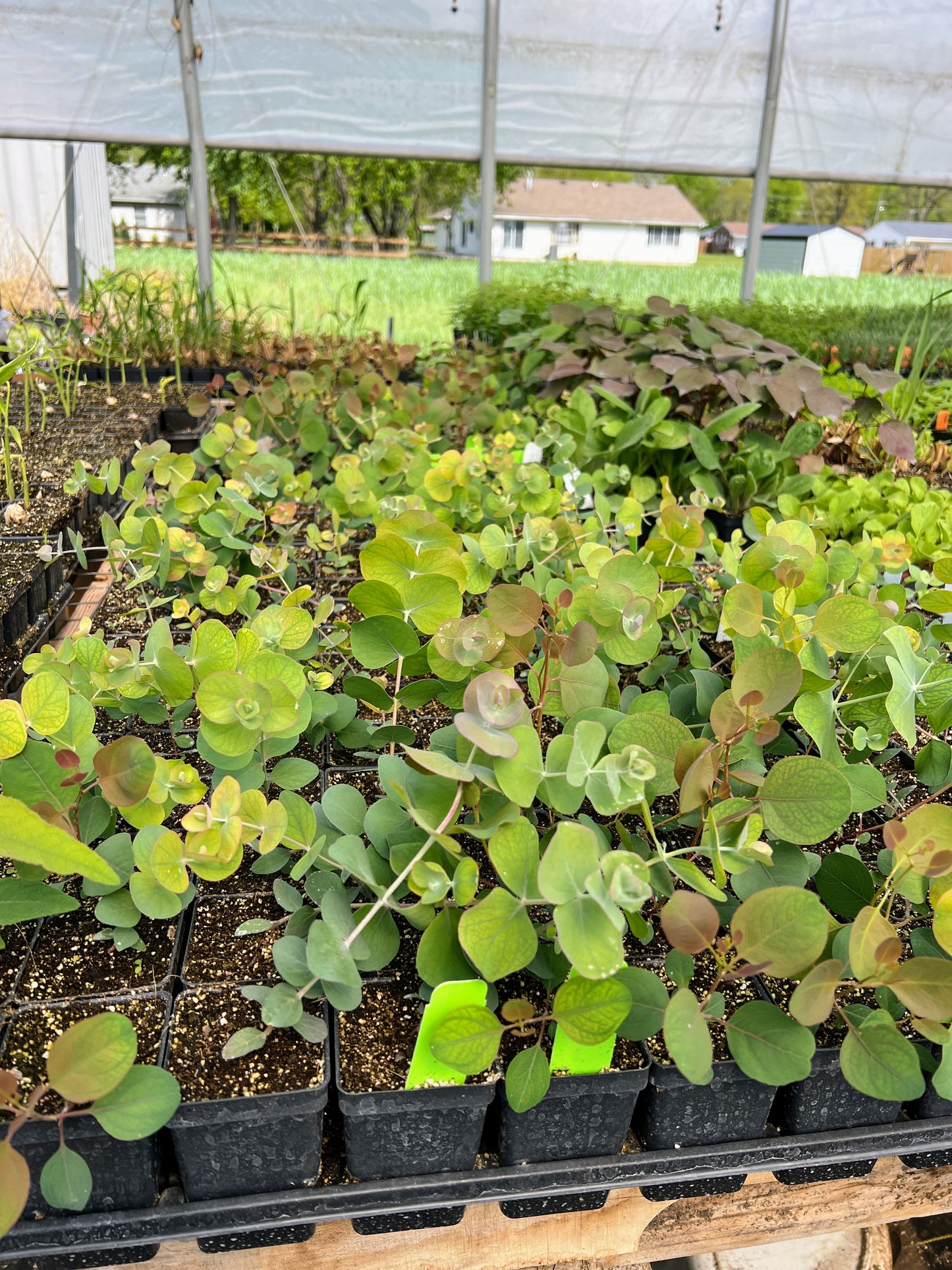 Eucalyptus Sampler: Aromatic Foliage Delight for Gardens