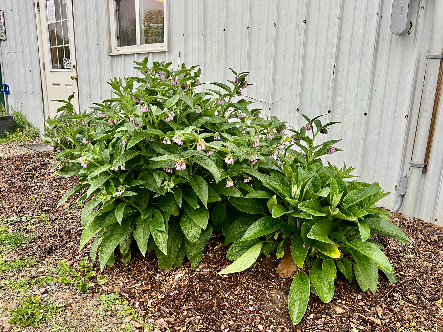 Comfrey ~ Russian Bocking 14 (non-invasive)
