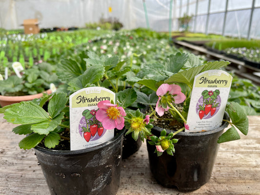 Gasana Strawberry Plants (Local Pickup Only - NO SHIPPING)