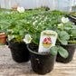 Elan Strawberry Plant (Fragaria x ananassa 'Elan')