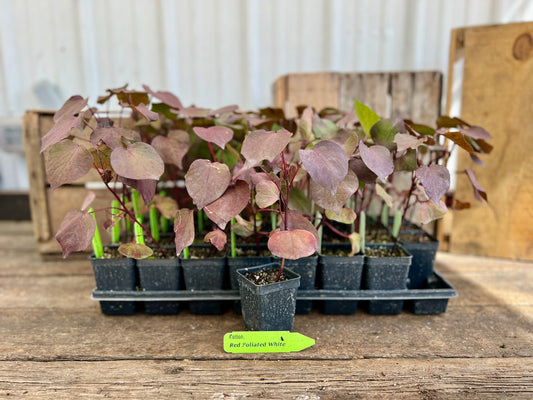 Red Foliated White Cotton Plant (Gossypium hirsutum)