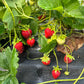 Weed-free Strawberry Cloth