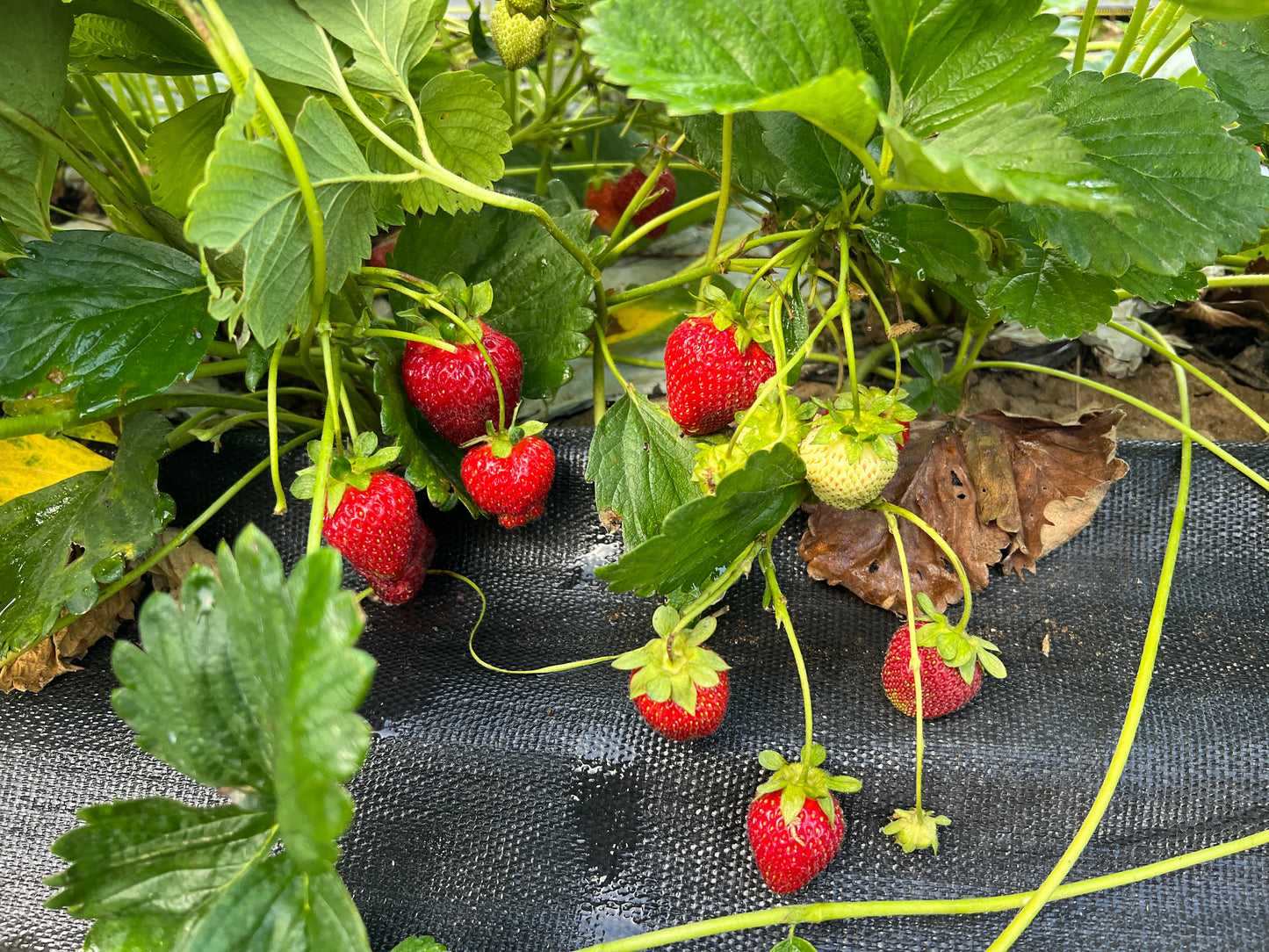 Weed-free Strawberry Cloth