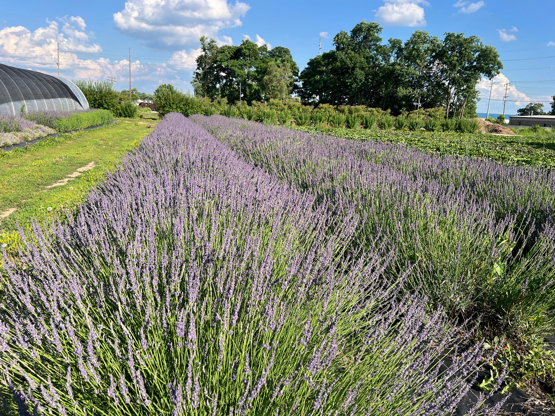 the lavender plant Sensational Lavender Plants