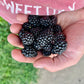 Triple Crown Blackberry Plant