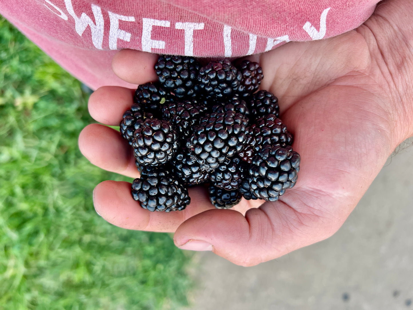 Natchez Blackberry Plant