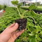 PREORDER: Camerosa Strawberry Plants - Free Shipping! - Fall Planting for Spring Harvest