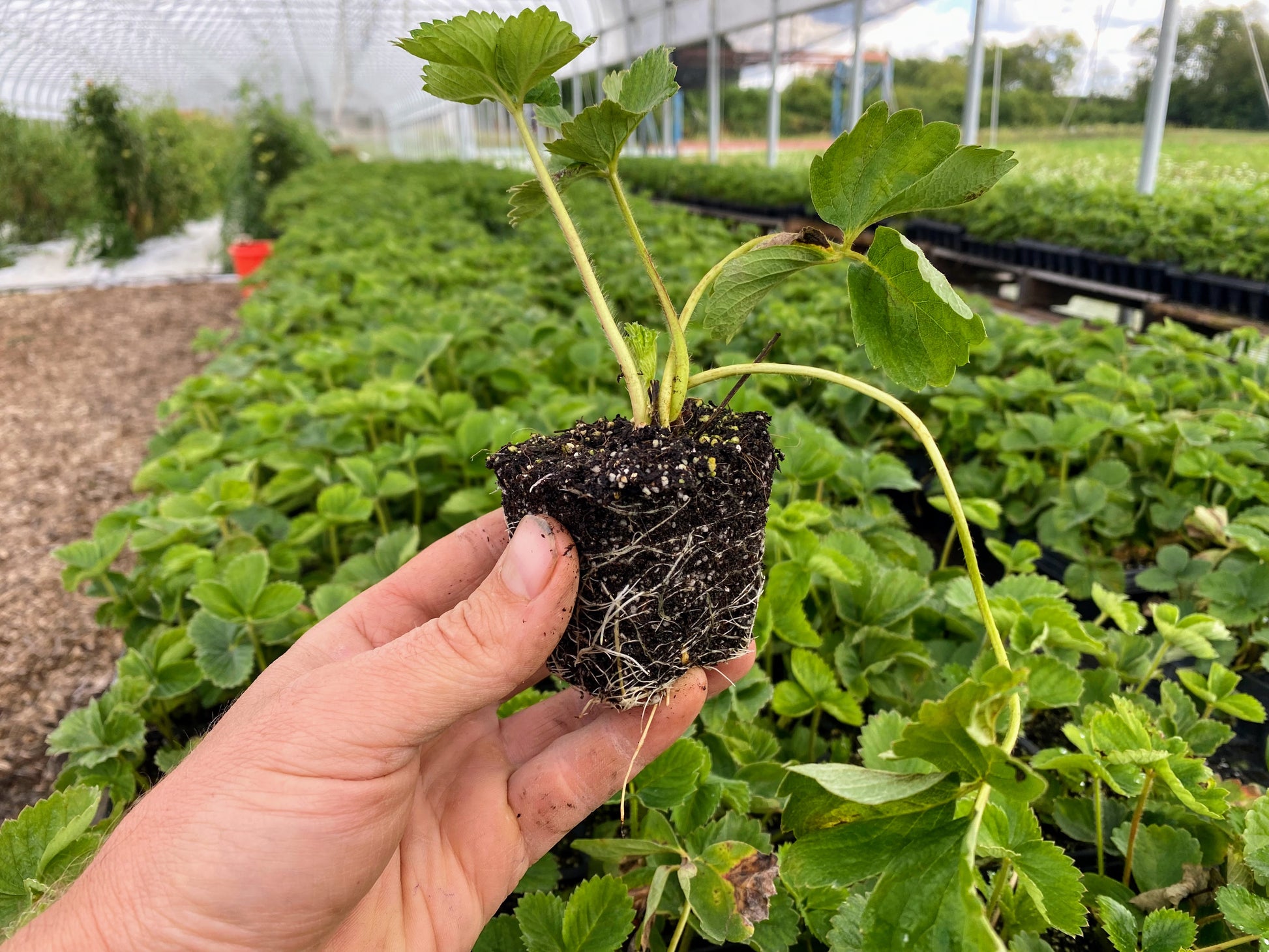 strawberry plug with trays of strawberries