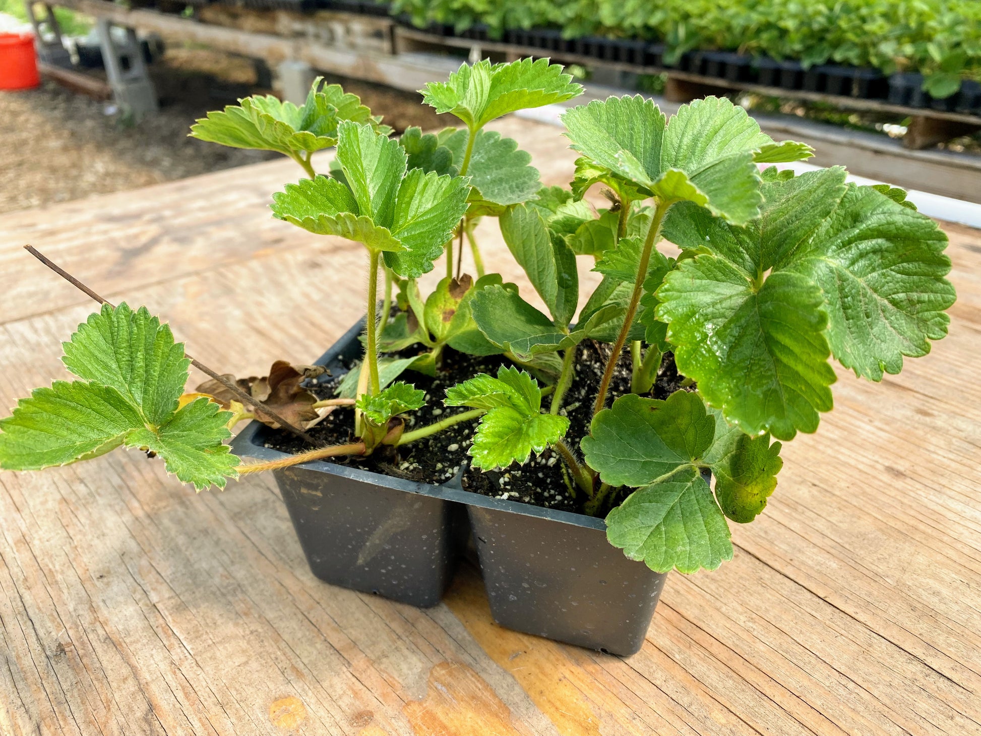 chandler strawberry seeds Chandler Strawberry Plugs – The Farm On Central