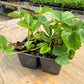 PREORDER: Ruby June Strawberry Plants - Free Shipping! - Fall Planting for Spring Harvest