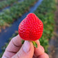 Evie 2 Strawberry Plants