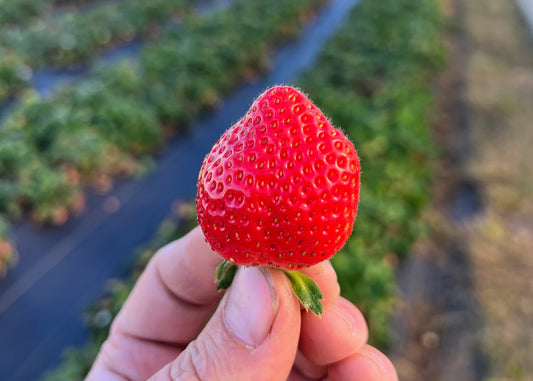 Evie 2 Strawberry Plants