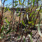 Scarlet Curly Willow (Salix matsudana)