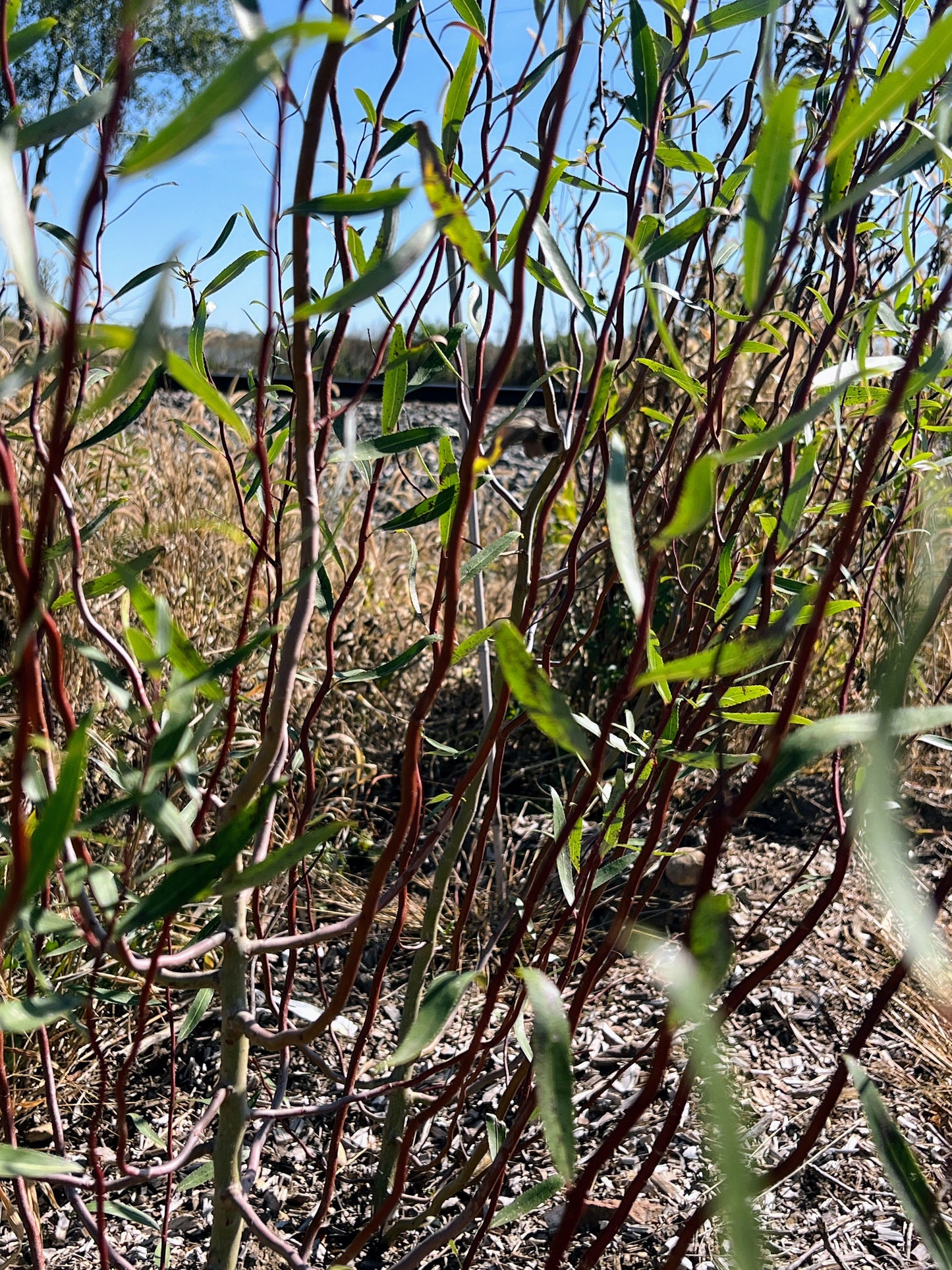 Scarlet Curly Willow (Salix matsudana)